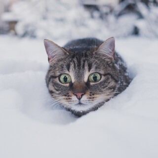 cats2_1669