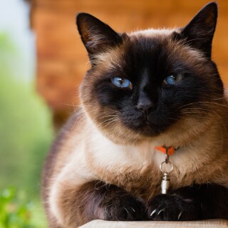 cats2_1670