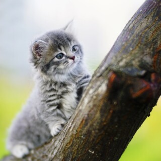 cats2_1684