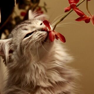 cats2_1685
