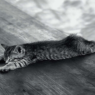 cats2_1688