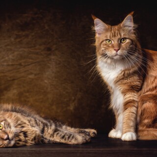 cats2_1690