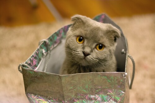 cats2_1692.jpg