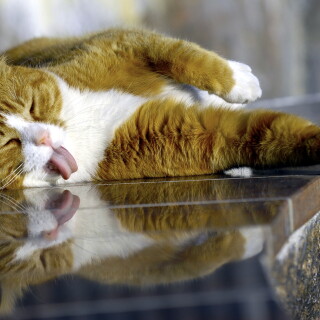 cats2_1693