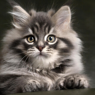cats2_1697