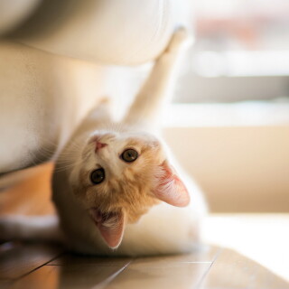cats2_1699
