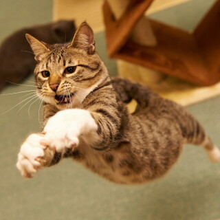 cats2_1703