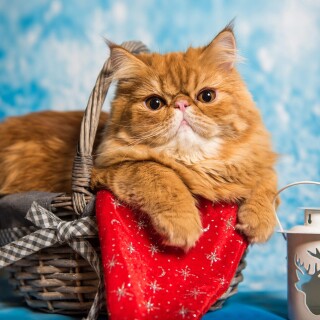 cats2_1712