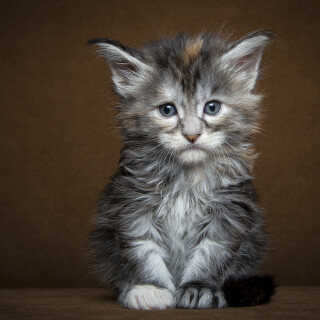 cats2_1715