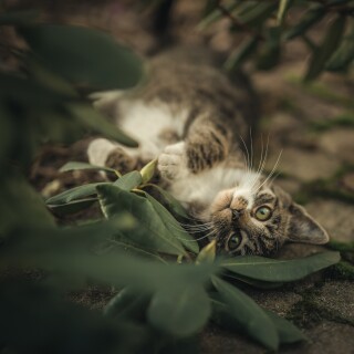 cats2_1718