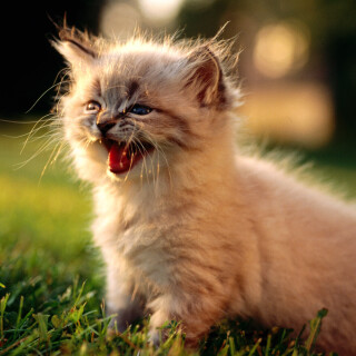 cats2_1720