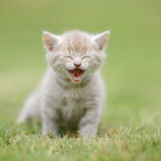 cats2_1723