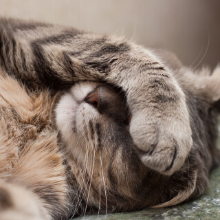 cats2_1726