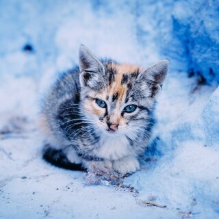 cats2_1730