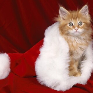 cats2_1738