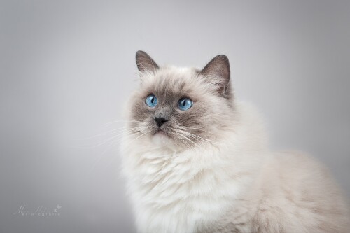 cats2_1739.jpg