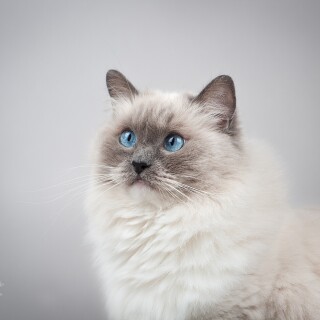 cats2_1739