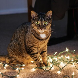 cats2_1747