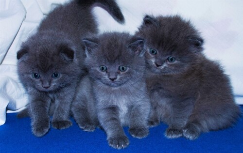 cats2_1750.jpg