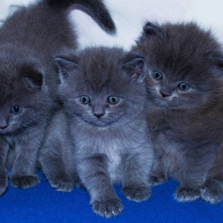 cats2_1750