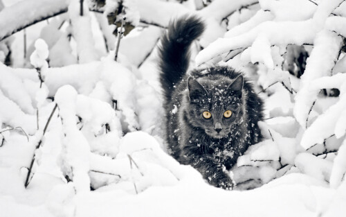 cats2_1752.jpg