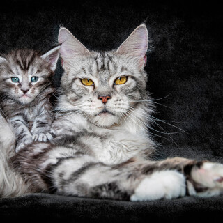 cats2_1753