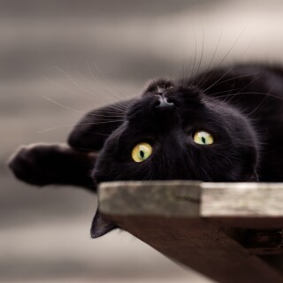 cats2_1756