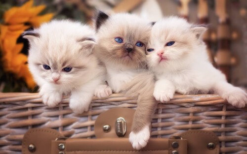 cats2_1759.jpg