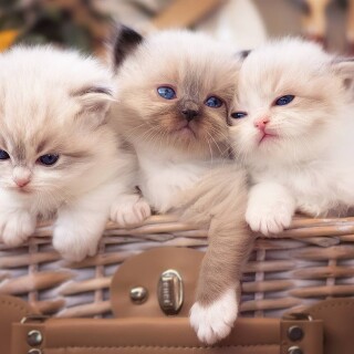 cats2_1759