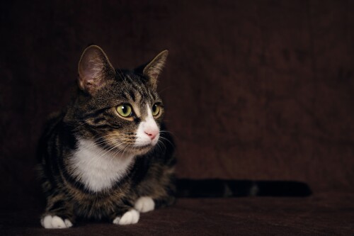 cats2_1765.jpg