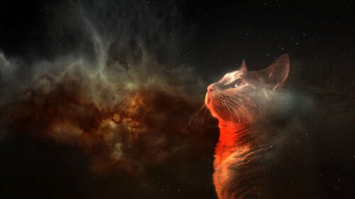 cats2_1766.jpg