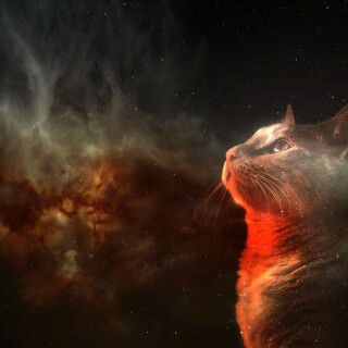 cats2_1766
