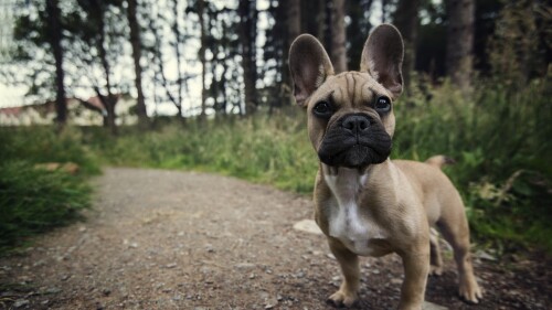 dogs1_0026.jpg