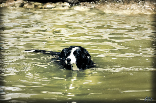 dogs1_0045.jpg
