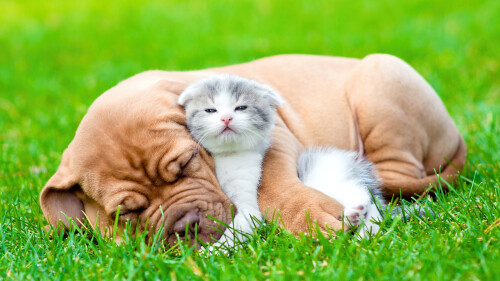 dogs1_0067.jpg