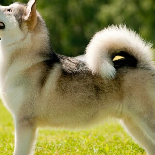 dogs1_0072