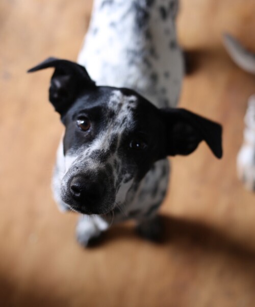 dogs1_0086.jpg