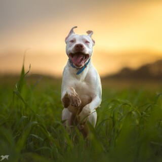 dogs1_0087