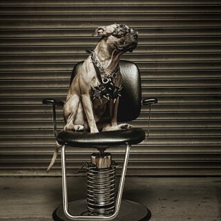dogs1_0091