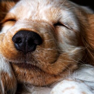 dogs1_0095