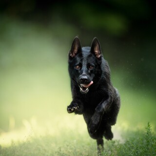 dogs1_0098