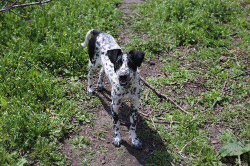 dogs1_0109.jpg