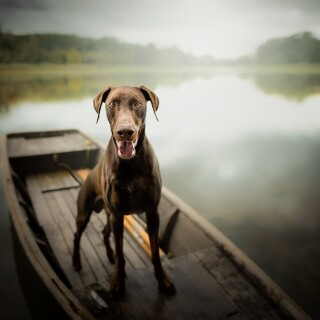 dogs1_0111