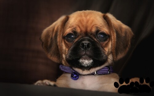 dogs1_0120.jpg