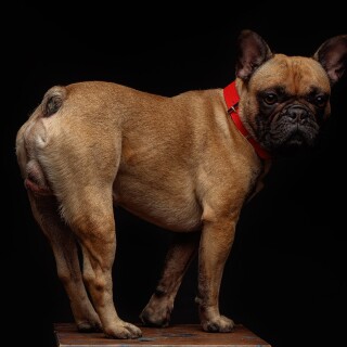 dogs1_0125