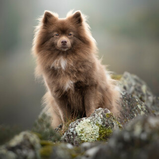 dogs1_0128