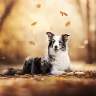 dogs1_0134