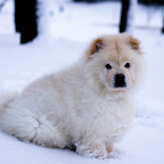 dogs1_0142