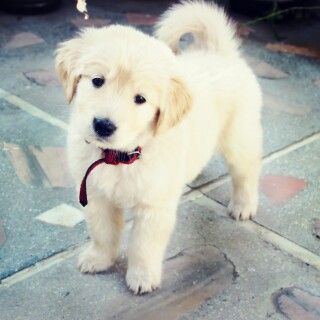 dogs1_0149