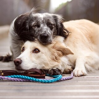dogs1_0150